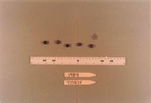 Click for 1 image(s) for this accession. FRUIT